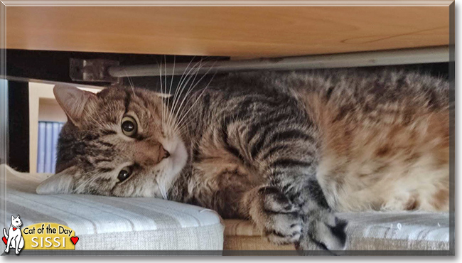 Sissi the Tabby, the Cat of the Day