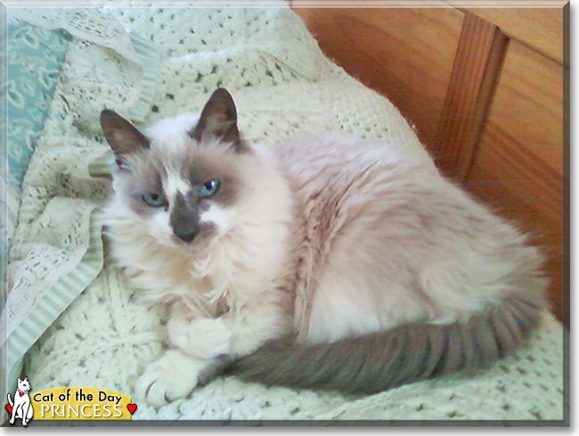Princess the Siamese, Ragdoll mix, the Cat of the Day