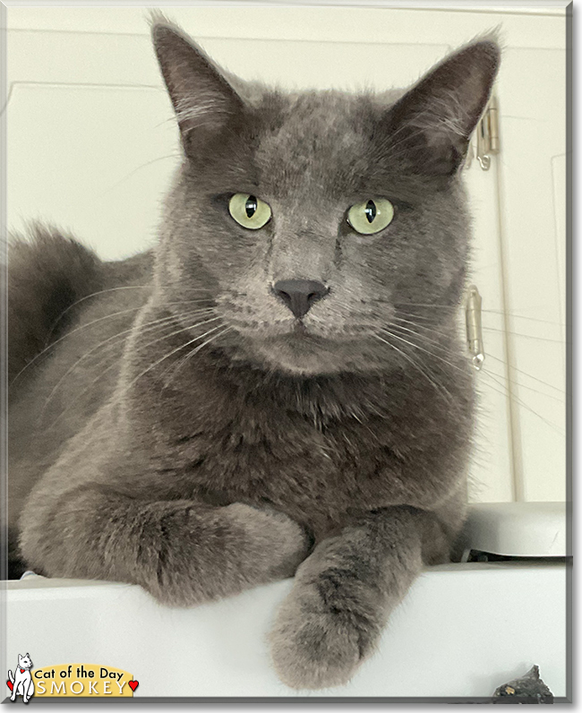 Smokey the Domestic Cat, the Cat of the Day