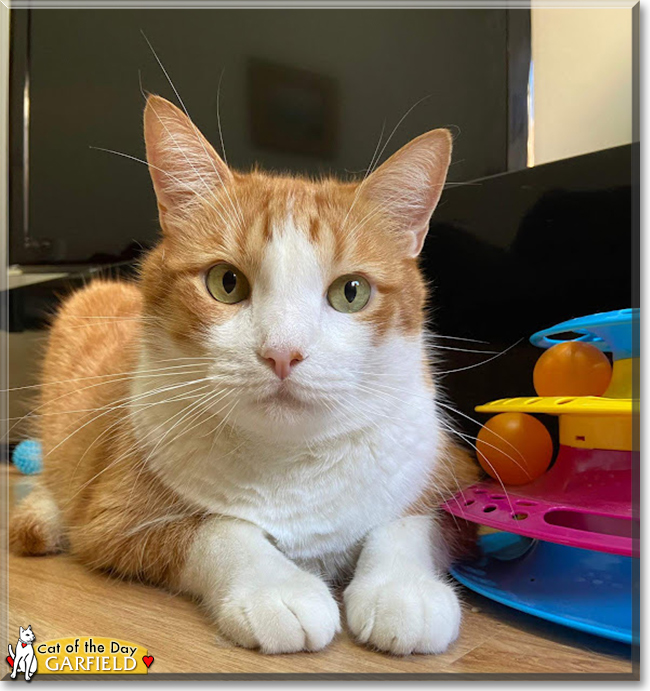 Garfield the Orange Tabby, the Cat of the Day