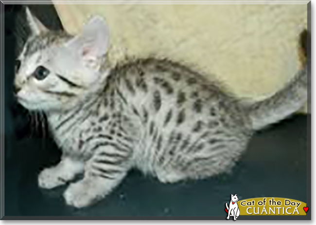 Cuántica the Egyptian Mau, the Cat of the Day
