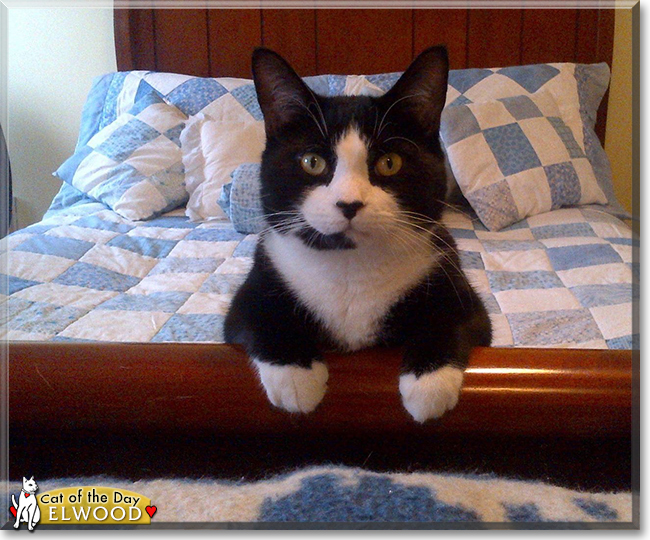 Elwood the Tuxedo Shorthair, the Cat of the Day