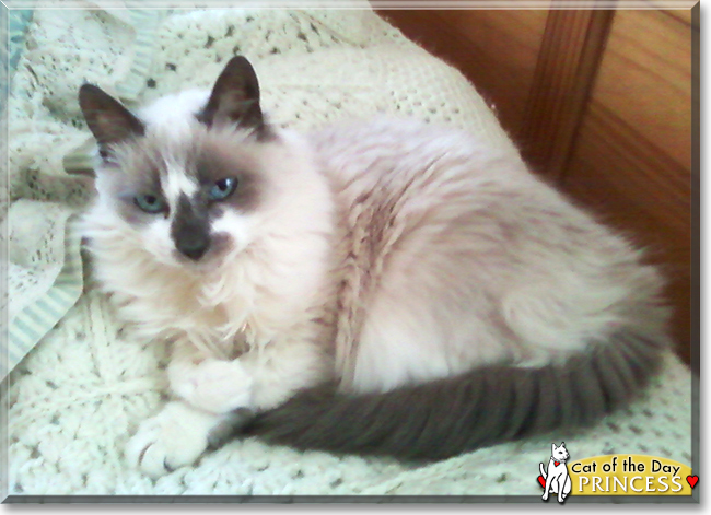 Princess the Ragdoll, Siamese mix, the Cat of the Day