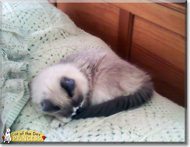 Princess the Ragdoll, Siamese mix, the Cat of the Day