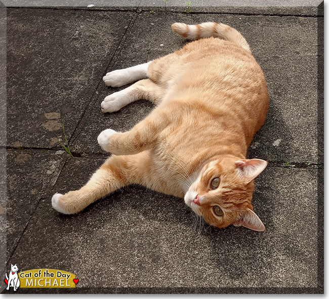 Michael the Ginger Tabby, the Cat of the Day