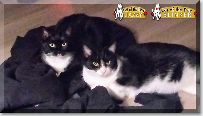 Jazzy and Blinker the Tuxedo Shorthairs, the Cat of the Day