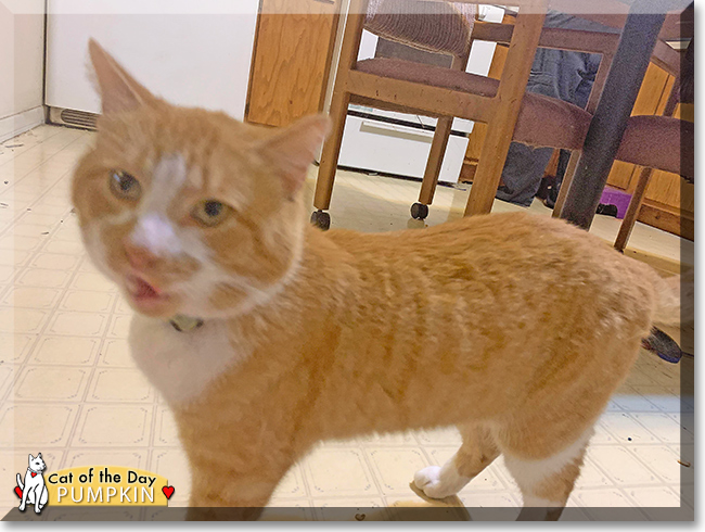 Pumpkin the Domestic Shorthair, the Cat of the Day