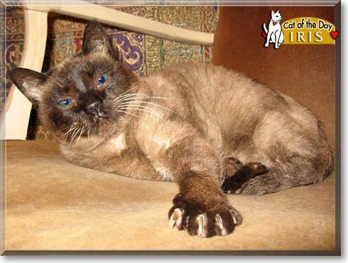 Iris, the Cat of the Day