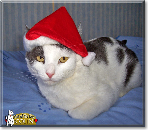 Colin - Cat - December 25, 2009