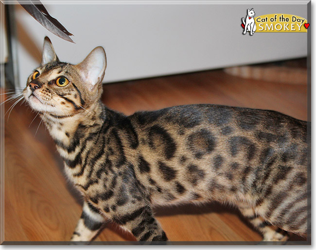 Smokey - Bengal - December 19, 2012