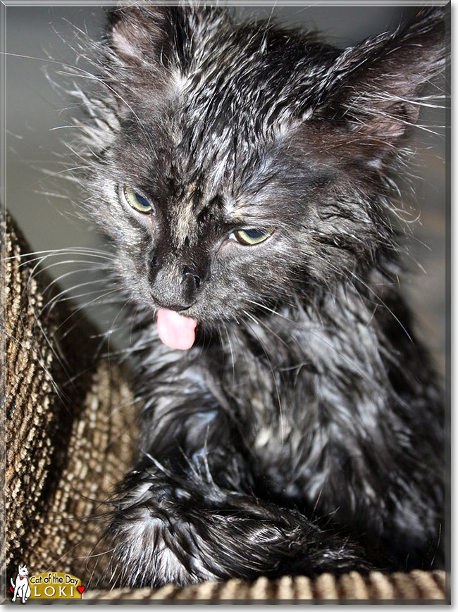 Loki - American Shorthair, Maine Coon - September 22, 2012