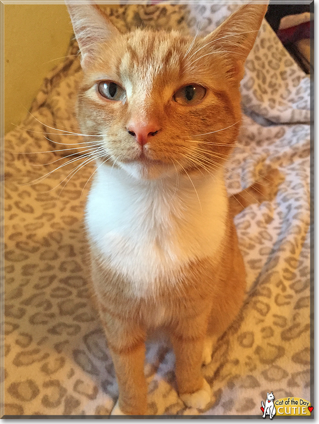 Cutie - Orange Tabby Shorthair - January 28, 2016