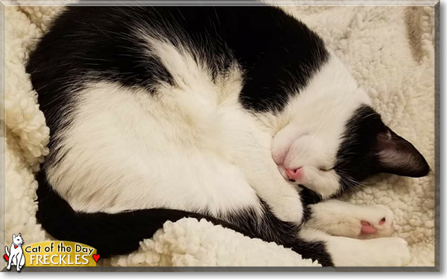 Freckles the Tuxedo Cat, the Cat of the Day