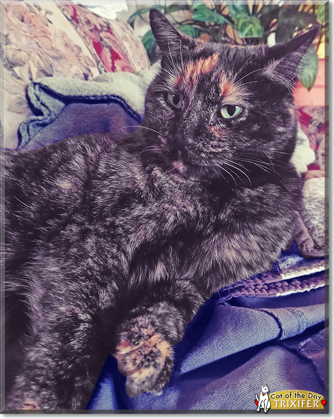 Trixifer the Tortoiseshell, the Cat of the Day