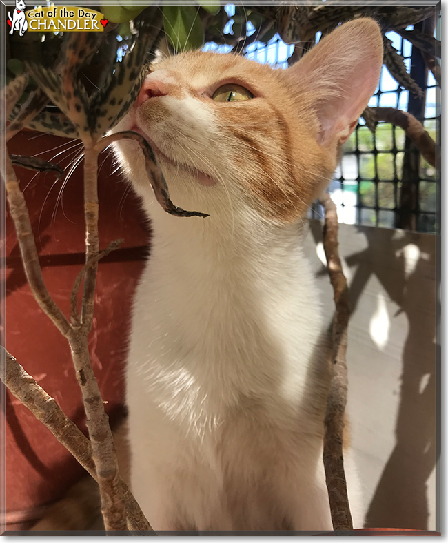 Chandler the Domestic Shorthair, the Cat of the Day