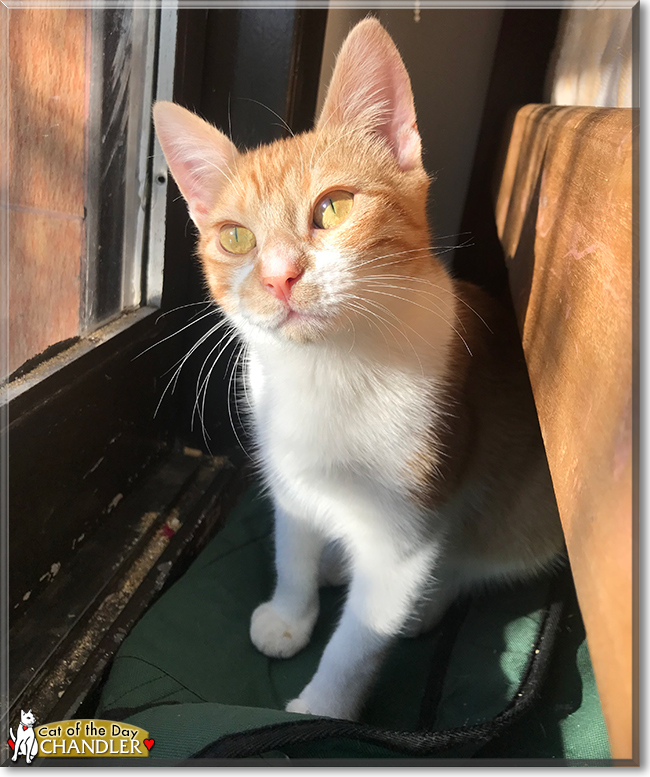 Chandler the Domestic Shorthair, the Cat of the Day