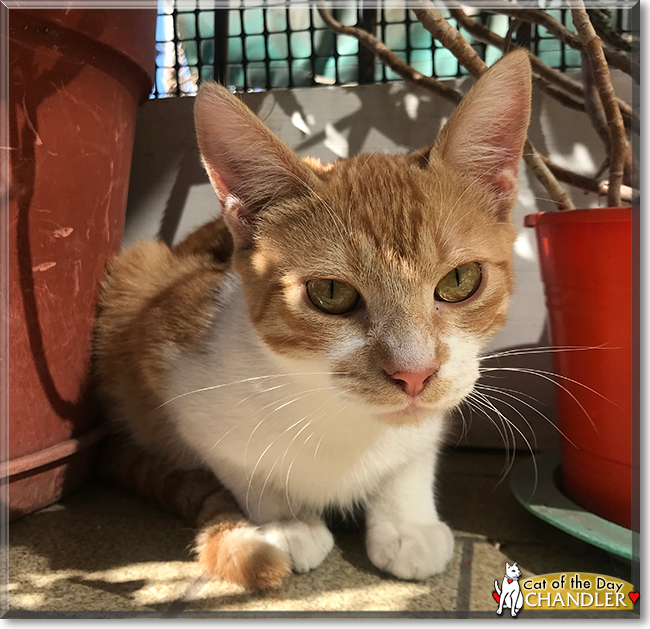 Chandler the Domestic Shorthair, the Cat of the Day