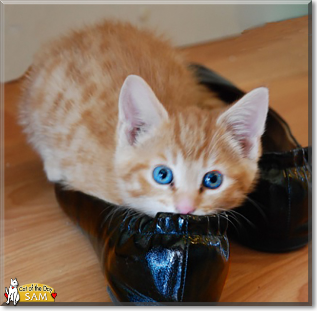 Sam the Ginger Tabby, the Cat of the Day