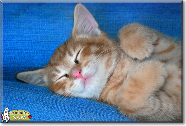 Sam the Ginger Tabby, the Cat of the Day