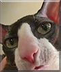 Oedipus Rex the Cornish Rex