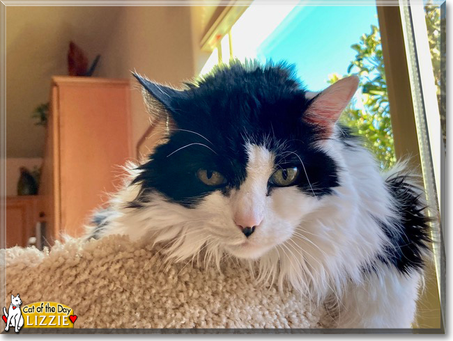 Lizzie the Ragdoll, the Cat of the Day