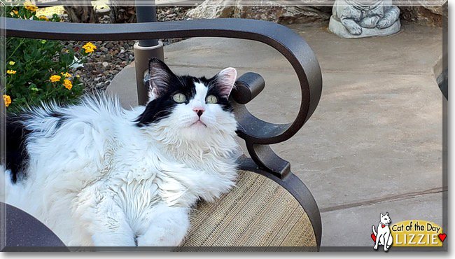 Lizzie the Ragdoll, the Cat of the Day