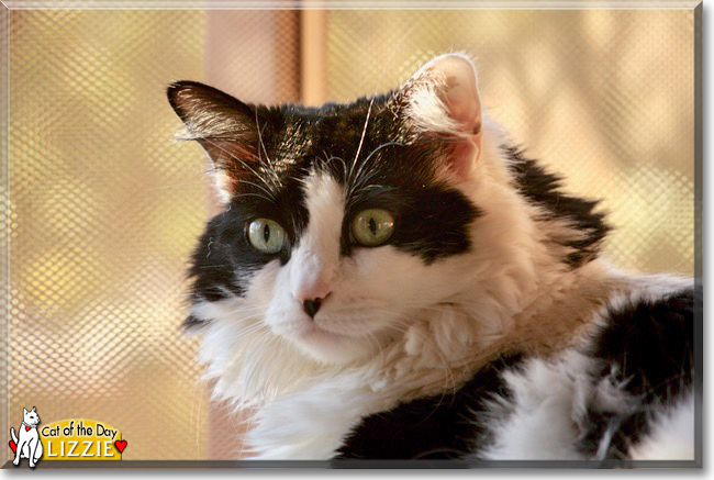 Lizzie the Ragdoll, the Cat of the Day