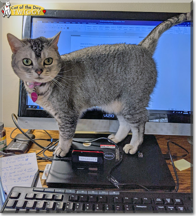 Twiggy the American Shorthair, the Cat of the Day