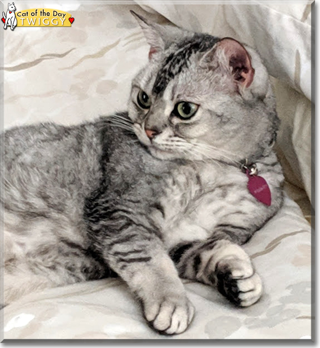 Twiggy the American Shorthair, the Cat of the Day