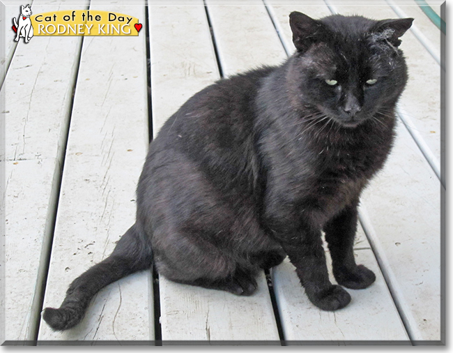 Rodney King the Domestic Shorthair, the Cat of the Day