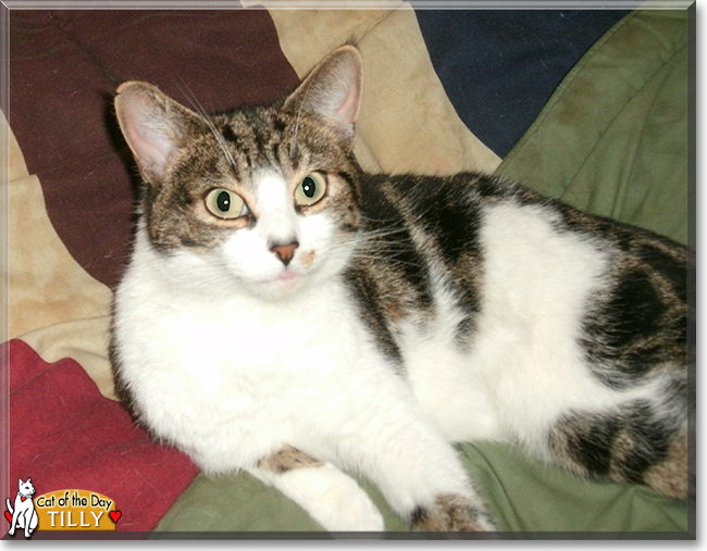 Tilly the Calico, the Cat of the Day