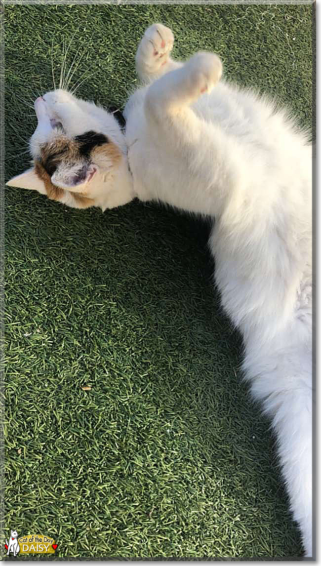 Daisy the Calico, the Cat of the Day