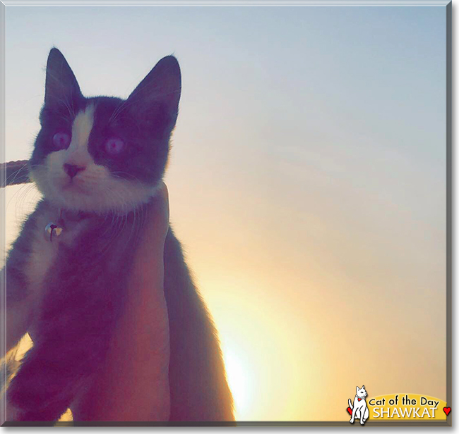 Shawkat the Tuxedo, the Cat of the Day