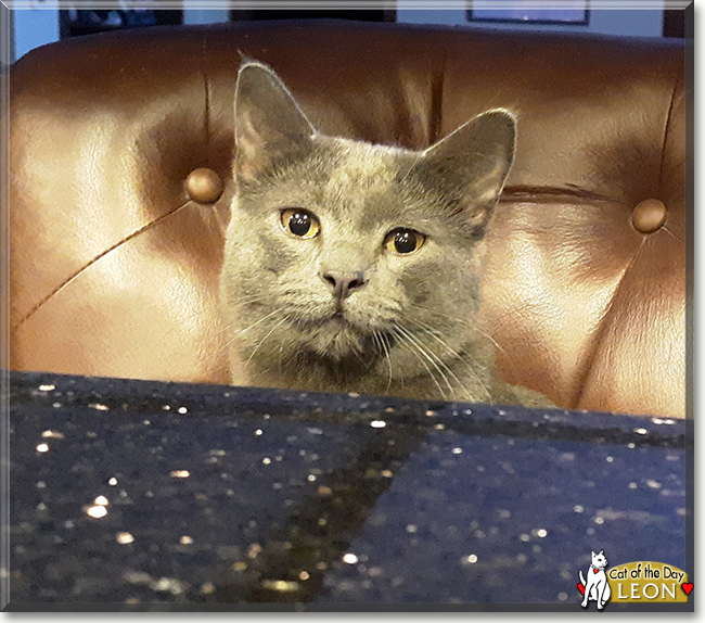 Leon the Russian Blue, the Cat of the Day