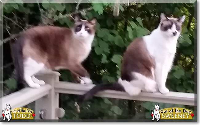 Sweeney and Todd the Snowshoe Siamese, the Cat of the Day