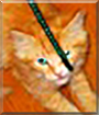 Ukulele the Orange Tabby