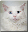 China the Turkish Angora