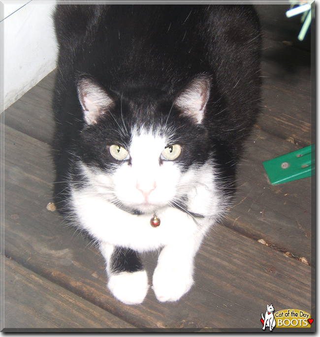 Boots the Tuxedo Cat, the Cat of the Day