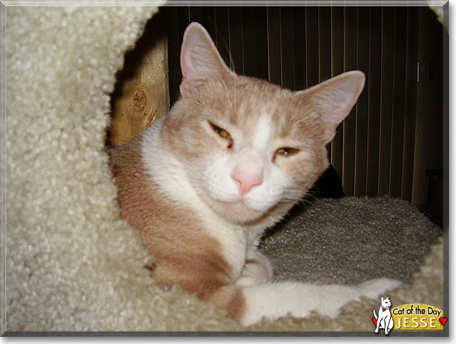 Jesse the Orange Tabby, the Cat of the Day