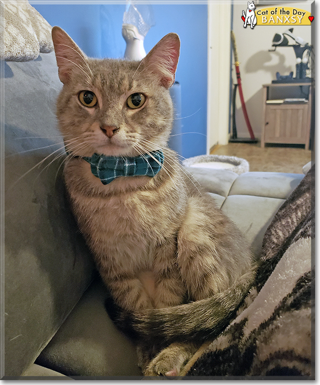 Mr. Banxsy the Silver Tabby, the Cat of the Day