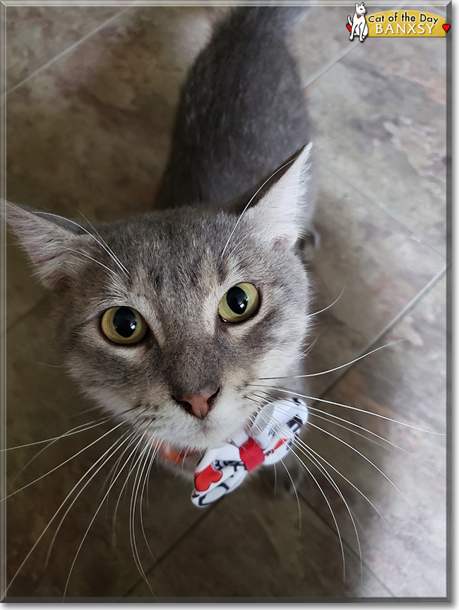 Mr. Banxsy the Silver Tabby, the Cat of the Day