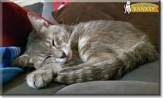 Mr. Banxsy the Silver Tabby, the Cat of the Day