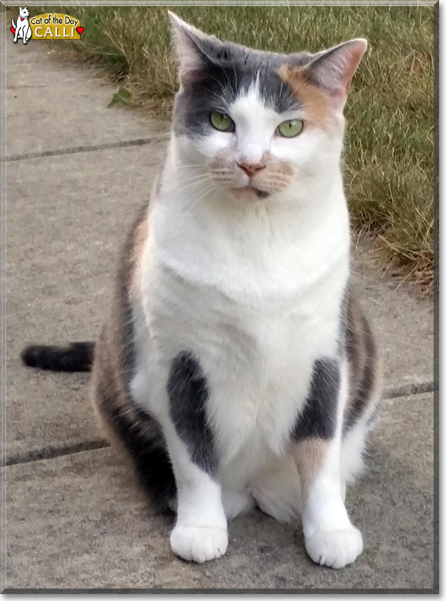 Calli the Calico, the Cat of the Day