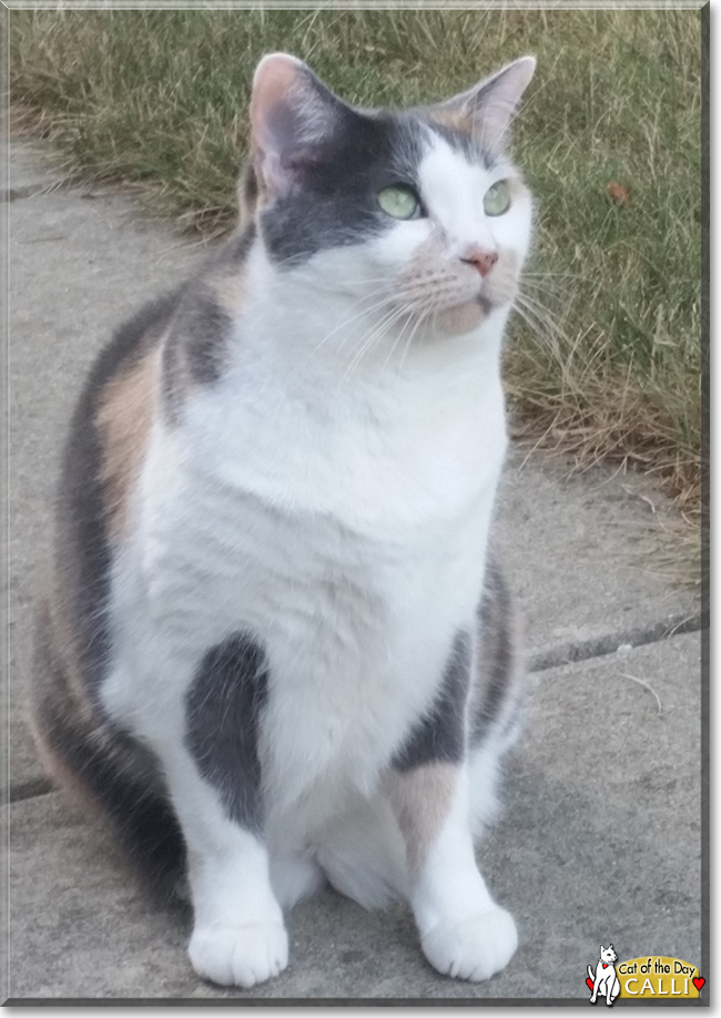 Calli the Calico, the Cat of the Day