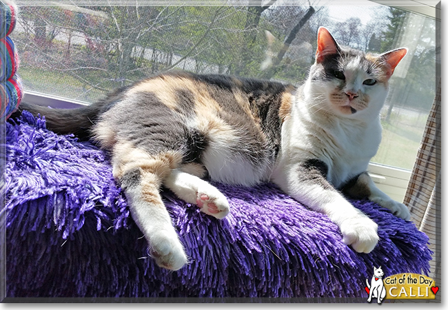 Calli the Calico, the Cat of the Day