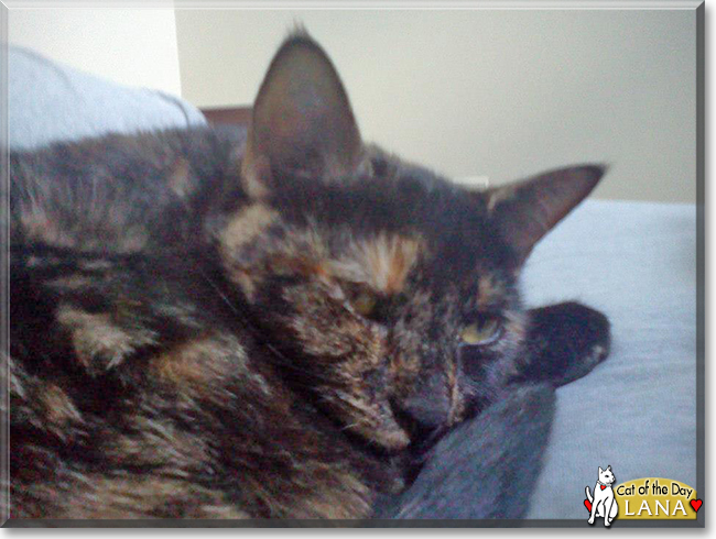 Lana the Tortoiseshell, the Cat of the Day