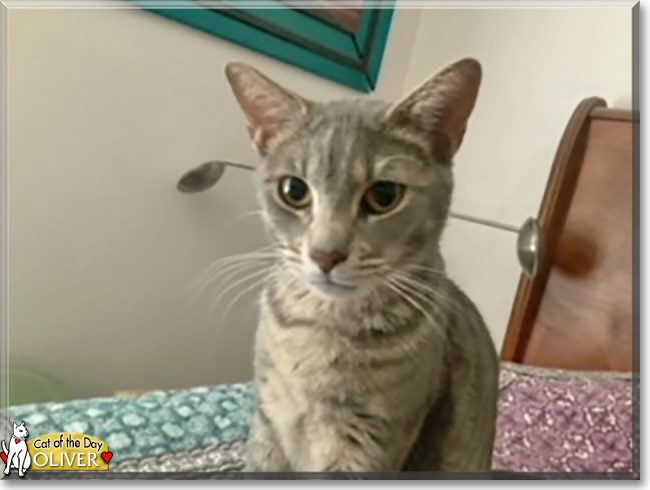 Oliver the Tabby mix, the Cat of the Day