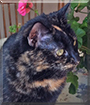 Jasmine the Domestic Tortoiseshell