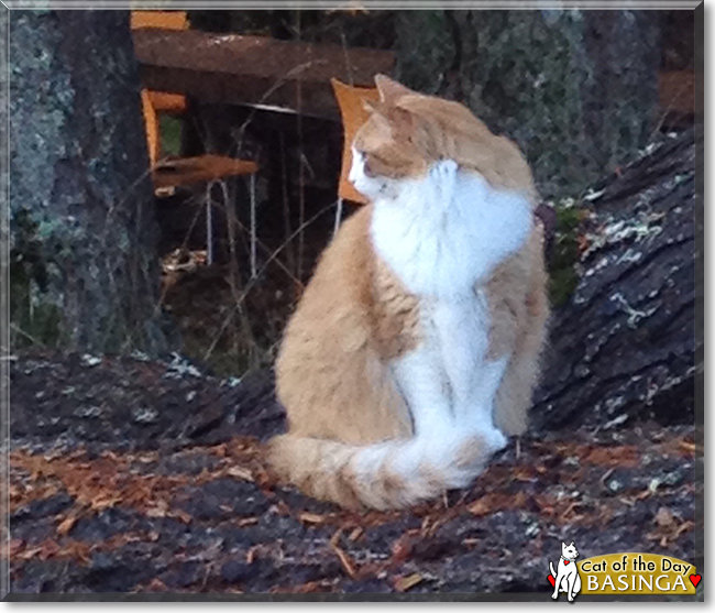 Basinga the Norwegian Forest Cat, the Cat of the Day