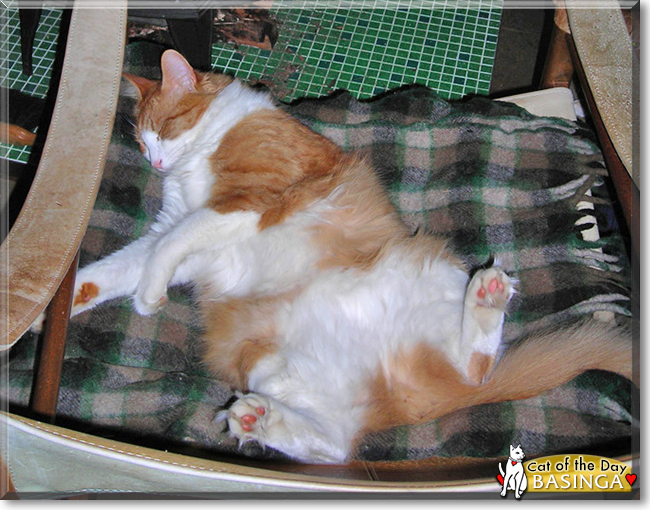 Basinga the Norwegian Forest Cat, the Cat of the Day